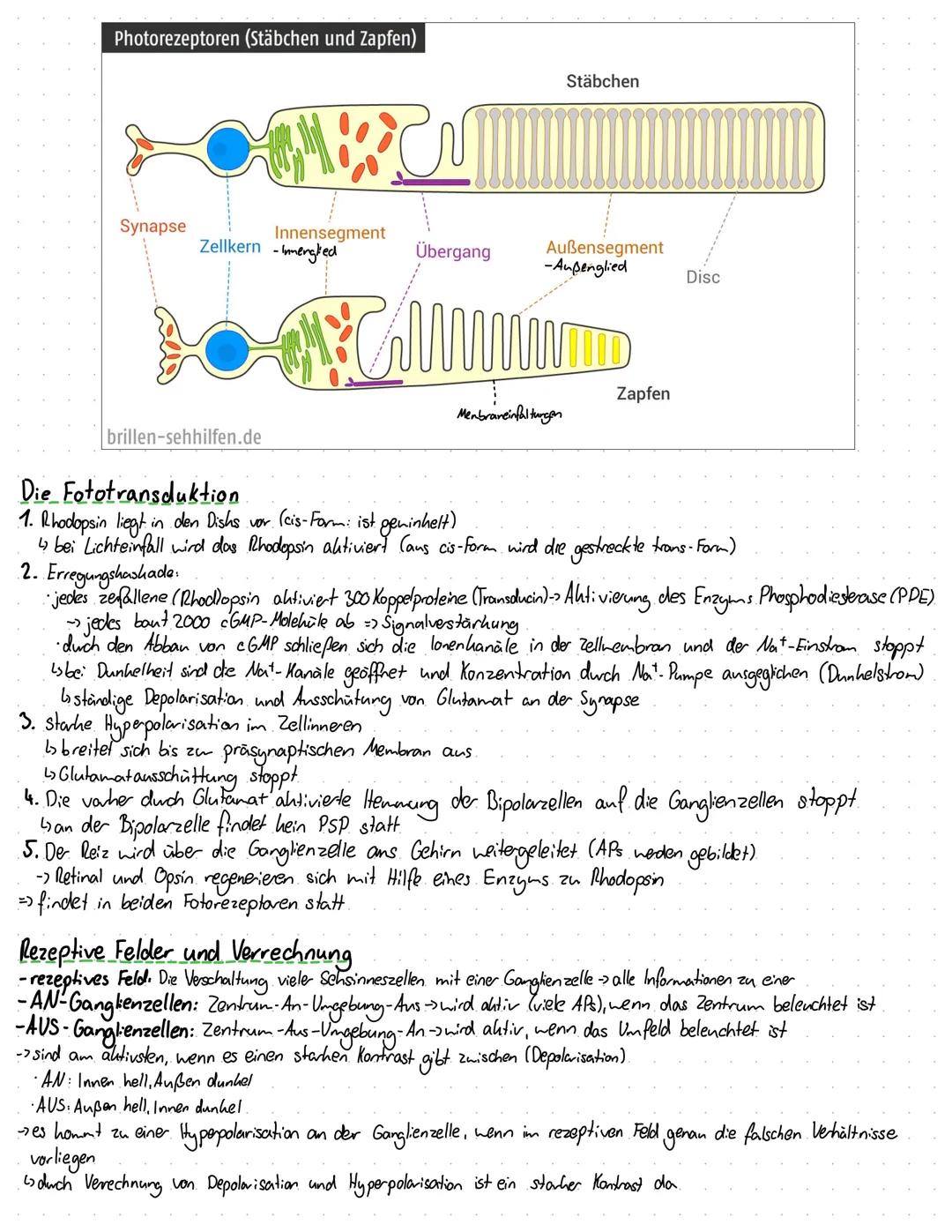Neurobiologie
1. Klausur
Bau und Funktion eines Neurons.
Dendrit
Zellkern
Aufbau
Dendriten
Soma
Axonhügel
Axon
Schwann'sche
Zelle
Ranvier sc