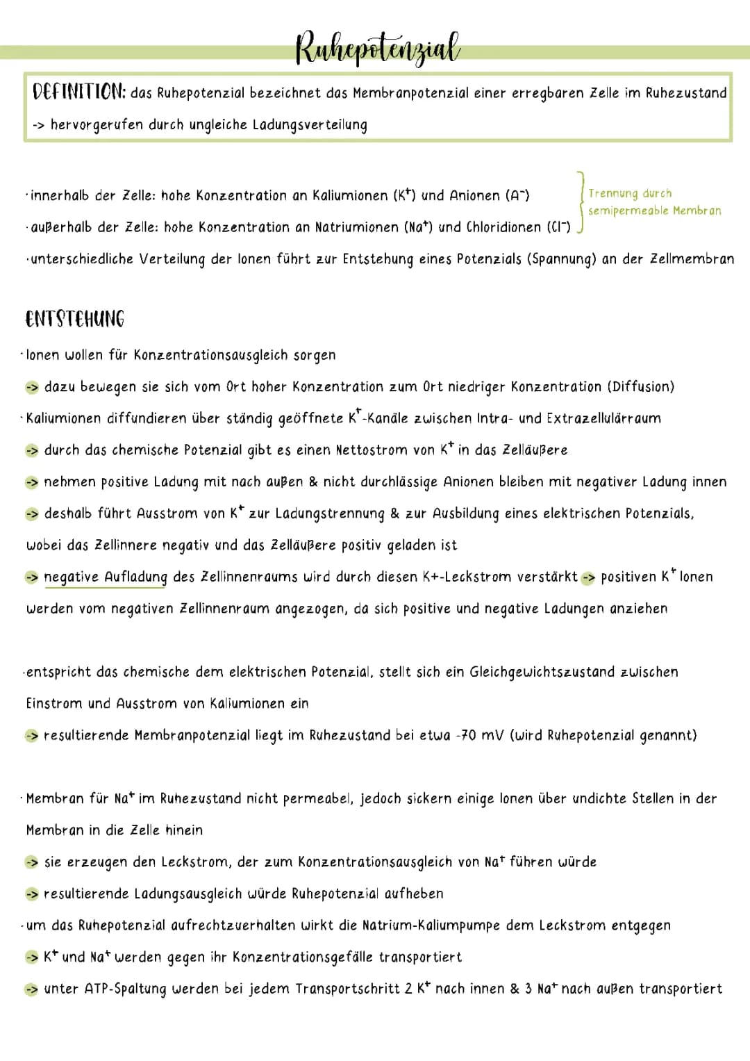 Ruhe - und Aktionspotenzial