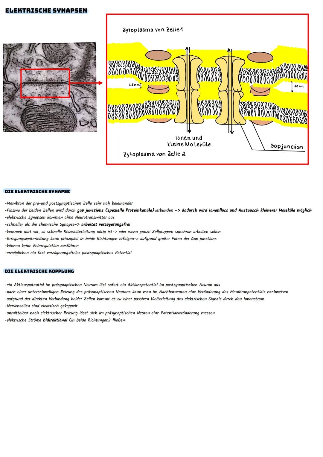 SYNAPSEN
DEFINITION
Der Begriff Synapse bezeichnet die neuronale Verknüpfung einer Nervenzelle mit einer anderen zelle zur Informationsübert