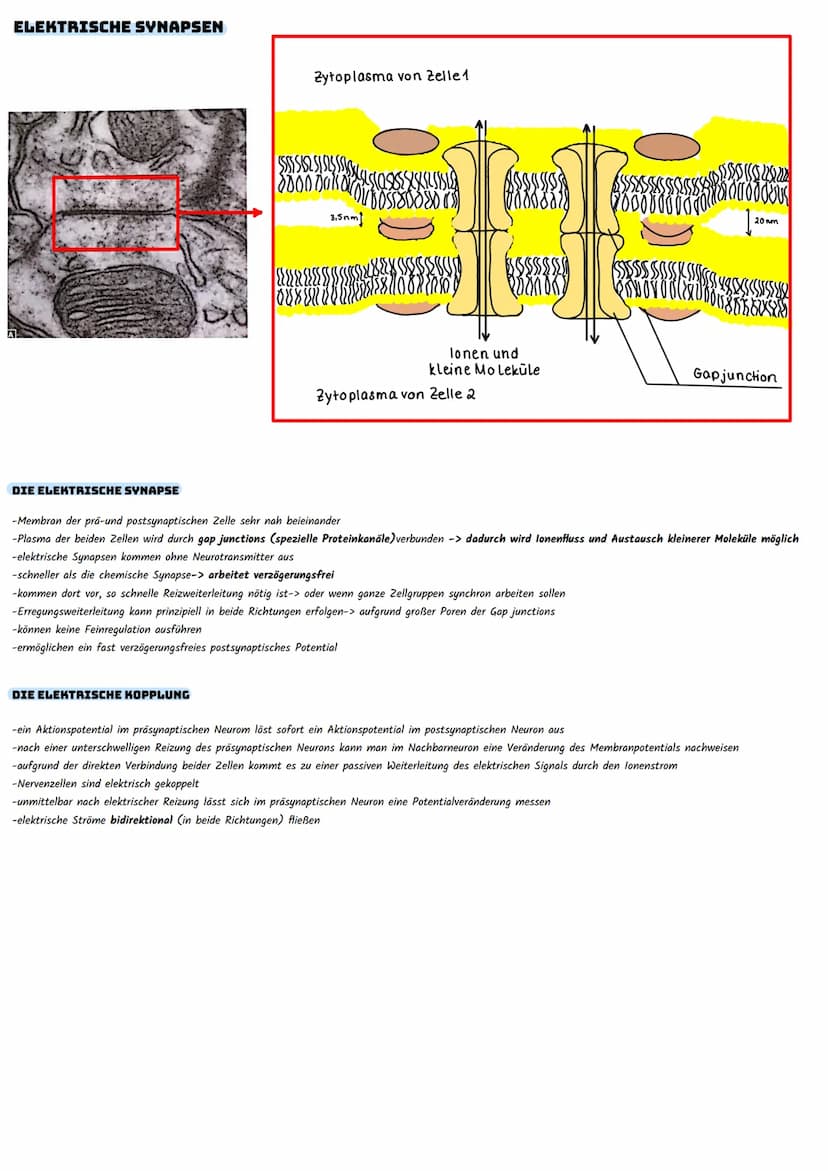 SYNAPSEN
DEFINITION
Der Begriff Synapse bezeichnet die neuronale Verknüpfung einer Nervenzelle mit einer anderen zelle zur Informationsübert