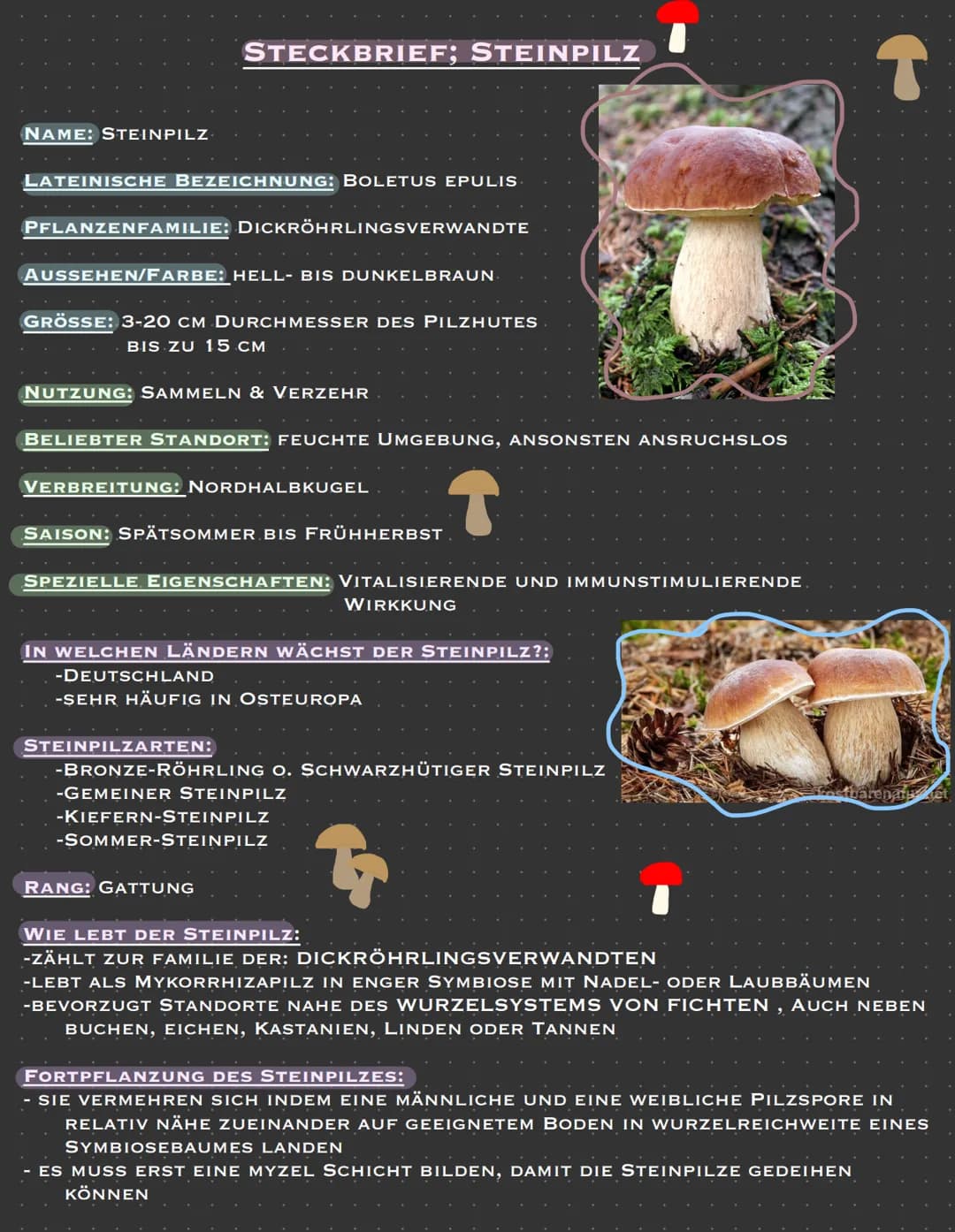 NAME: STEINPILZ
LATEINISCHE BEZEICHNUNG: BOLETUS EPULIS
STECKBRIEF; STEINPILZ
PFLANZENFAMILIE: DICKRÖHRLINGSVERWANDTE
AUSSEHEN/FARBE: HELL- 