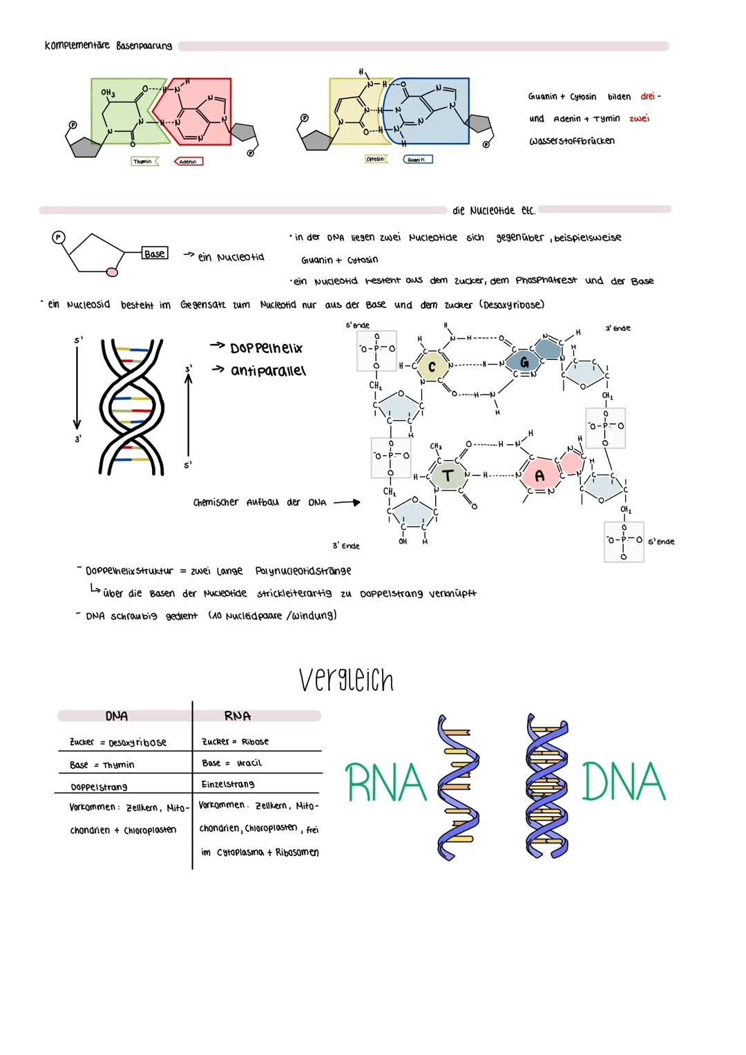 Aufbau und Bestandteile der DNA