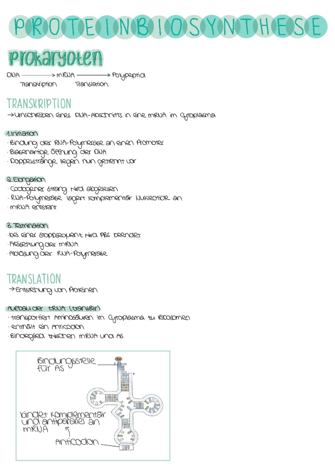 Proteinbiosynthese 