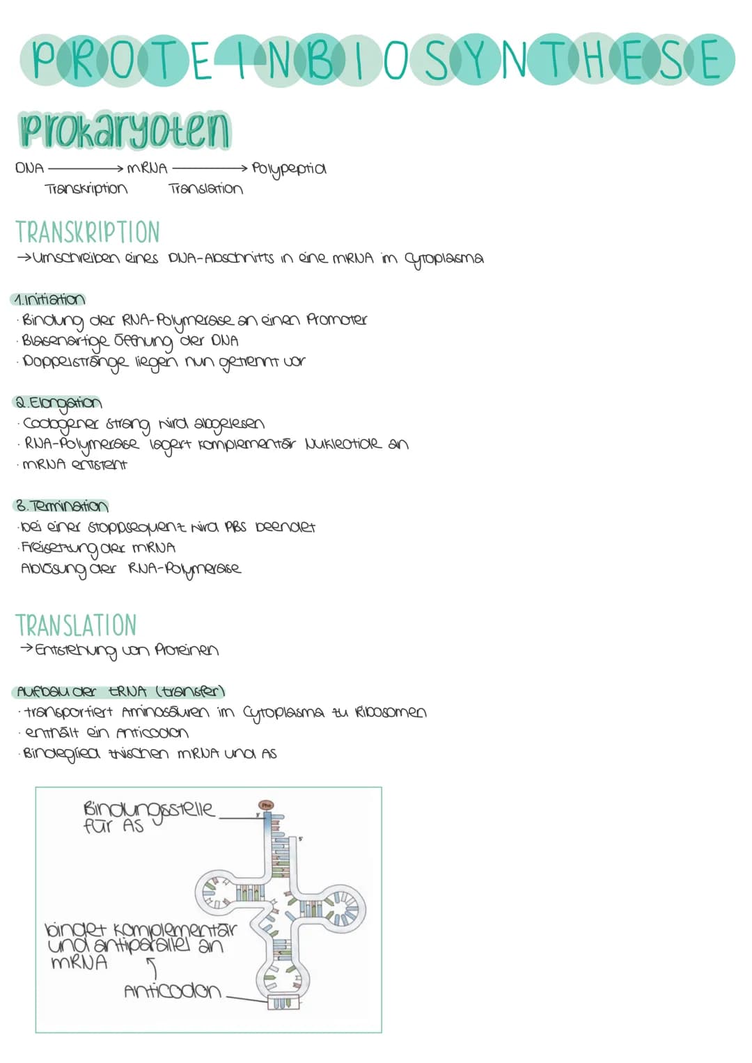 PROTEINBIOSYNTHESE
Prokaryoten
→MRUA
ONA
Transkription
Translation
TRANSKRIPTION
→ Umschreiben eines DUA-Abschnitts in eine mRNA im ytoplasm