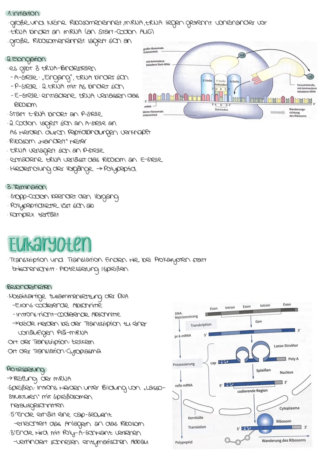PROTEINBIOSYNTHESE
Prokaryoten
→MRUA
ONA
Transkription
Translation
TRANSKRIPTION
→ Umschreiben eines DUA-Abschnitts in eine mRNA im ytoplasm