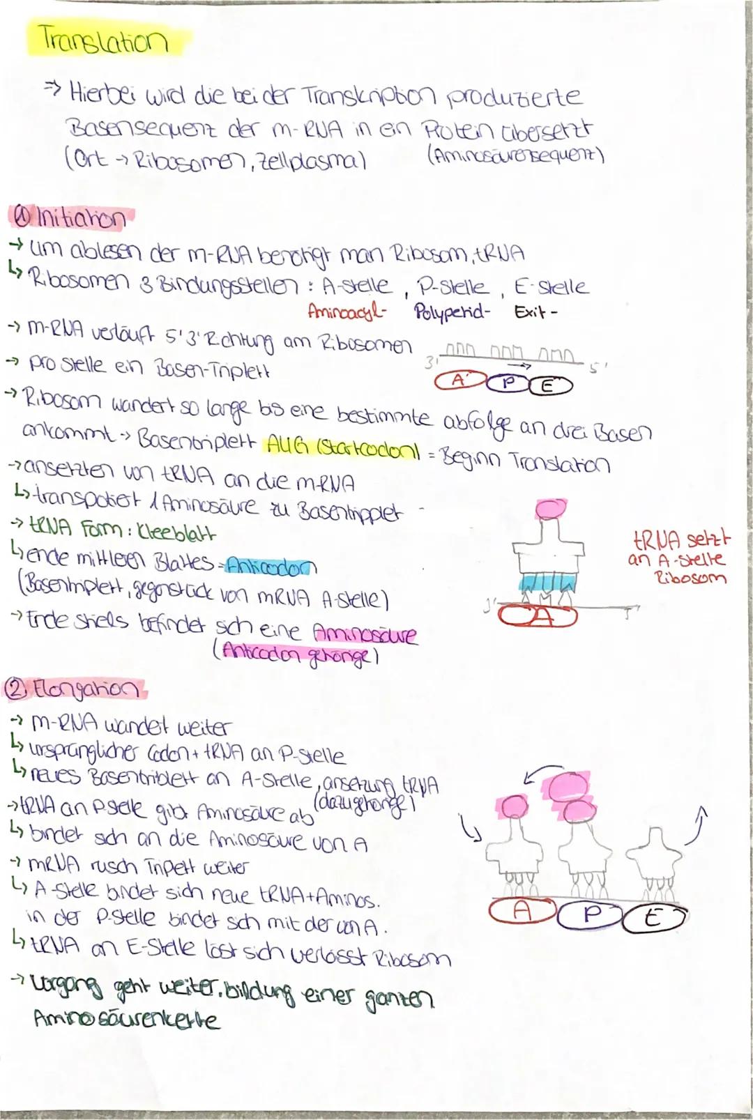 Translation

→ Hierbei wird die bei der Transkription produzierte
Basensequenz der m-RNA in ein Protein cibersetzt
(Ort Ribosomen, zellplasm