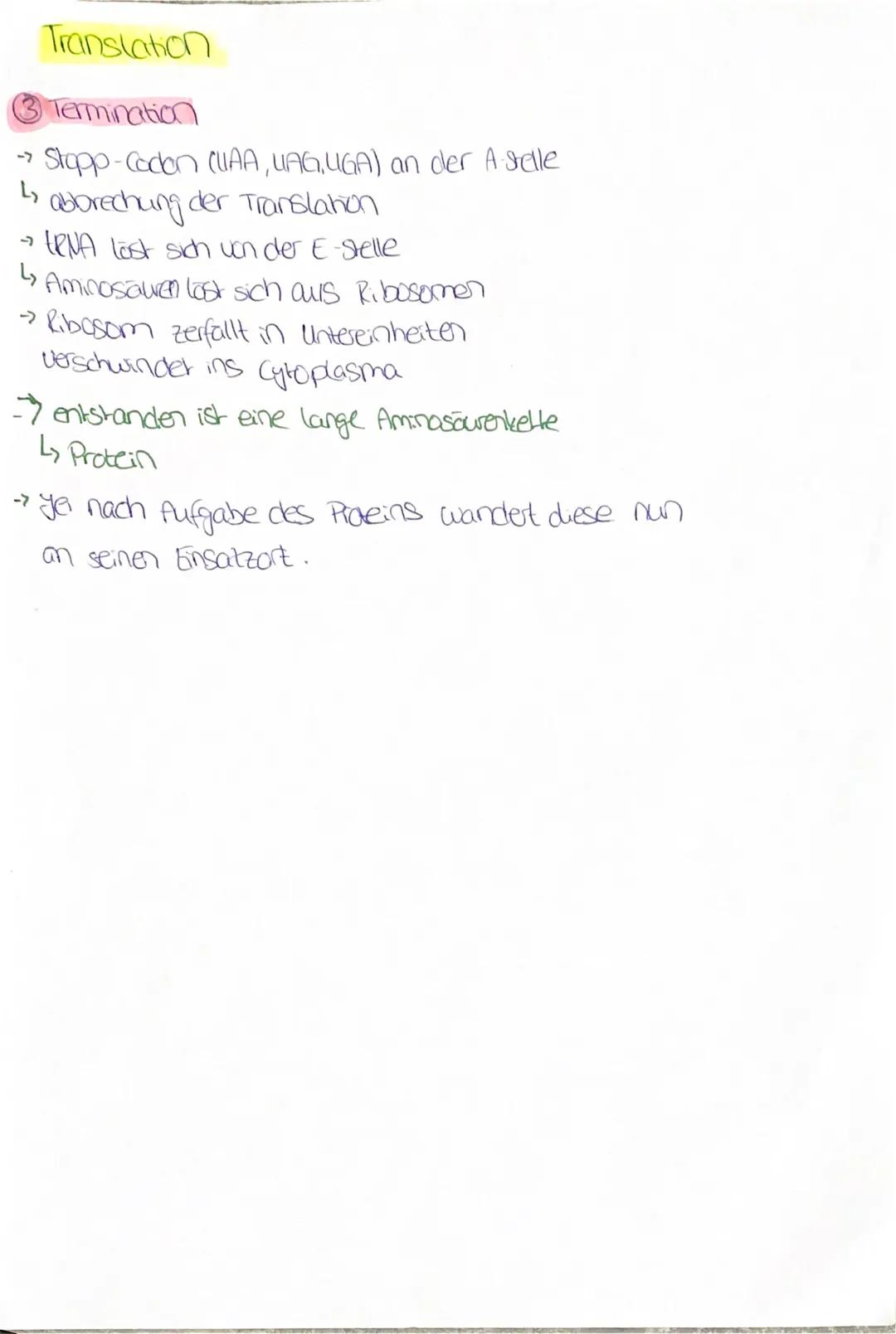 Translation

→ Hierbei wird die bei der Transkription produzierte
Basensequenz der m-RNA in ein Protein cibersetzt
(Ort Ribosomen, zellplasm