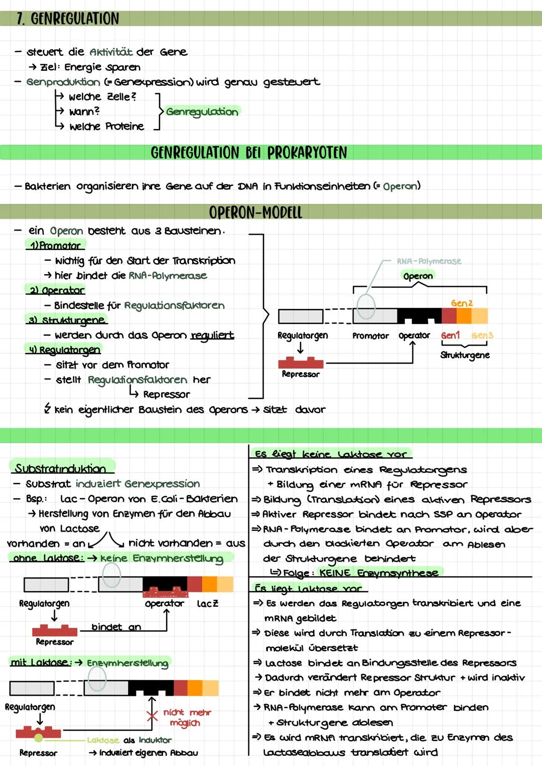 THEMEN
1. Proteinbiosynthese
2. Transkription
3. Translation
Biologie Klausur nr. 2.
→Ort bei Pro- und Eukorayoten
→ Ablauf bei Prokaryoten/