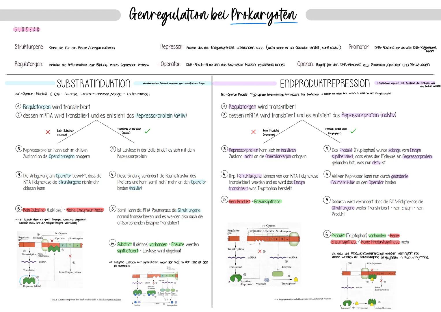 # Genregulation bei Prokaryoten

GLOSSAR

Strukturgene cene, die für ein Pridein/Enzym codieren

Repressor: Protein, das die Enzymsynitrese 