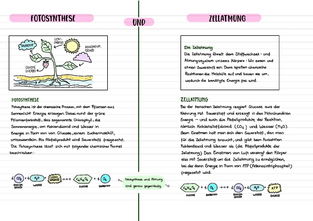 Fotosynthese und Zellatmung 