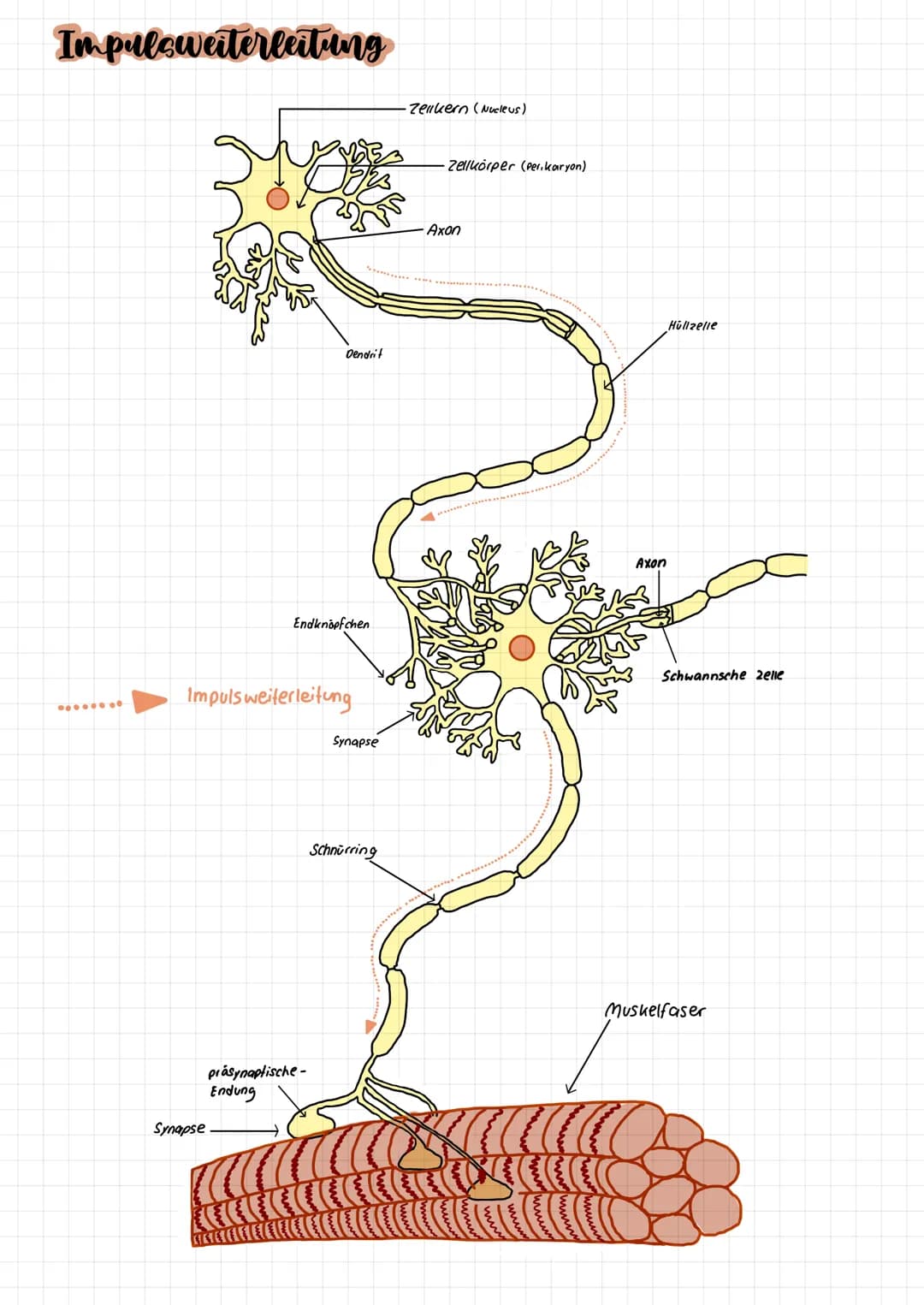 NEUROBIOLOGIE Nervenzellen
Bestandteil der
Nervenzelle
Zellkörper
Dendriten
Axon
End knöpfchen
Synapse
Hüllzelle + Schnurring
Nervenfaser
Fu