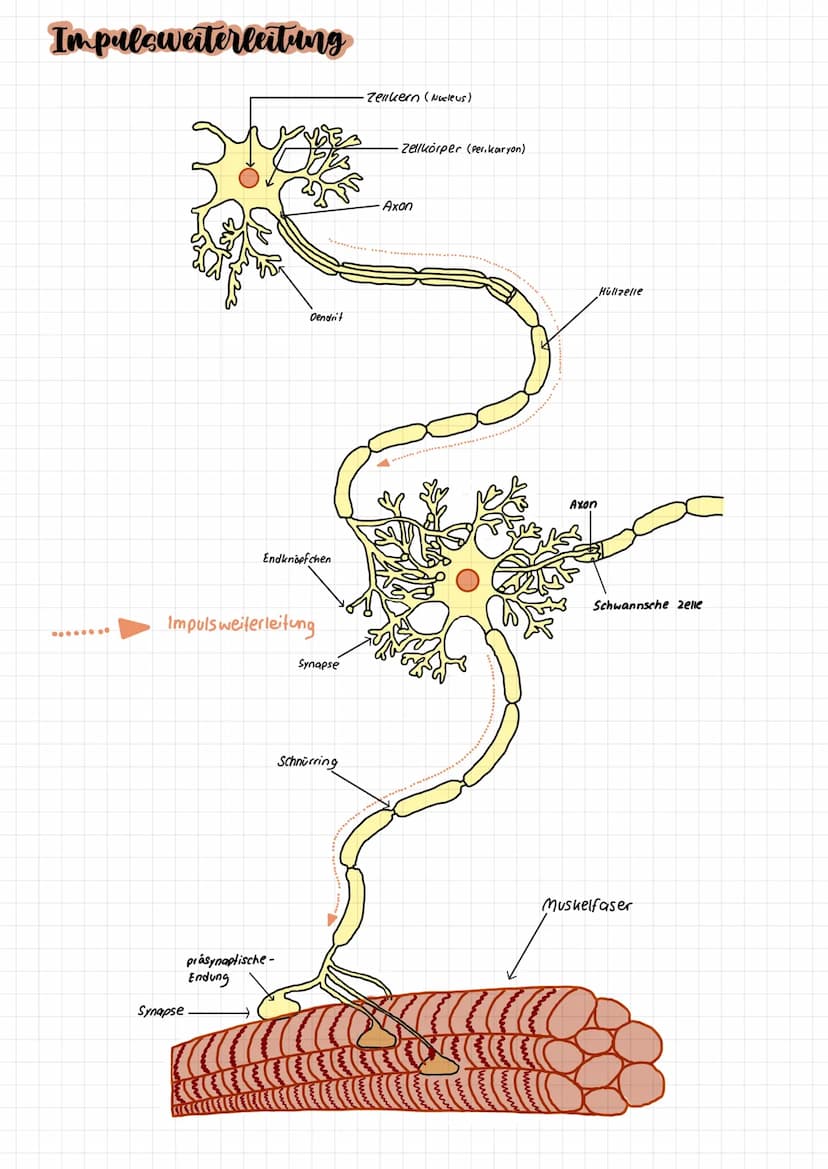 NEUROBIOLOGIE Nervenzellen
Bestandteil der
Nervenzelle
Zellkörper
Dendriten
Axon
End knöpfchen
Synapse
Hüllzelle + Schnurring
Nervenfaser
Fu