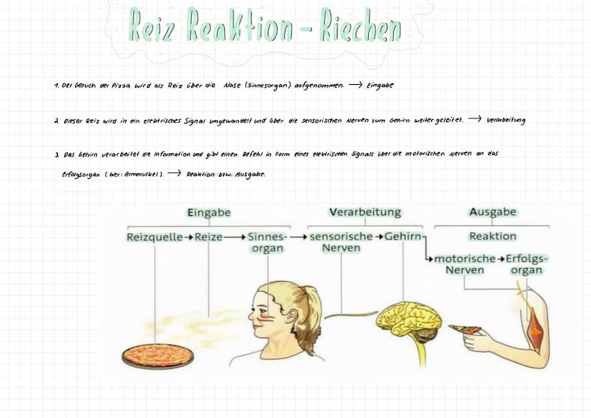 NEUROBIOLOGIE Nervenzellen
Bestandteil der
Nervenzelle
Zellkörper
Dendriten
Axon
End knöpfchen
Synapse
Hüllzelle + Schnurring
Nervenfaser
Fu