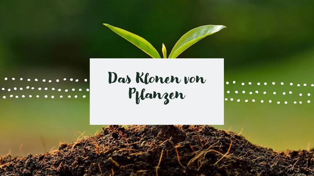 Das Klonen von Pflanzen