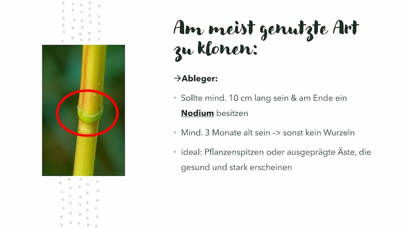 Was sind Klone?
Klone sind genetisch identische Nachkommen, die natürlich oder künstlich erzeugt werden und nicht durch
geschlechtliche Fort