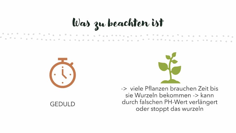 Was sind Klone?
Klone sind genetisch identische Nachkommen, die natürlich oder künstlich erzeugt werden und nicht durch
geschlechtliche Fort