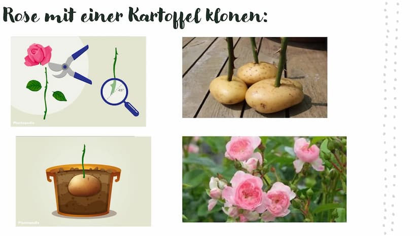 Was sind Klone?
Klone sind genetisch identische Nachkommen, die natürlich oder künstlich erzeugt werden und nicht durch
geschlechtliche Fort