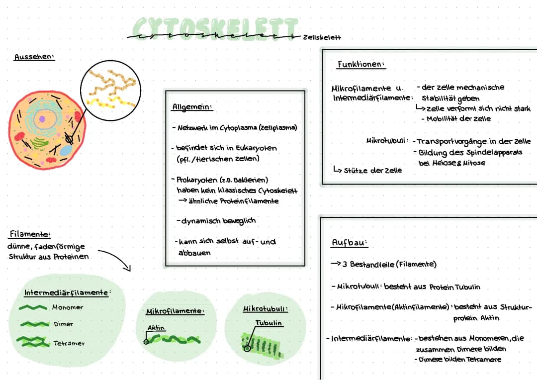 Cytoskelett 