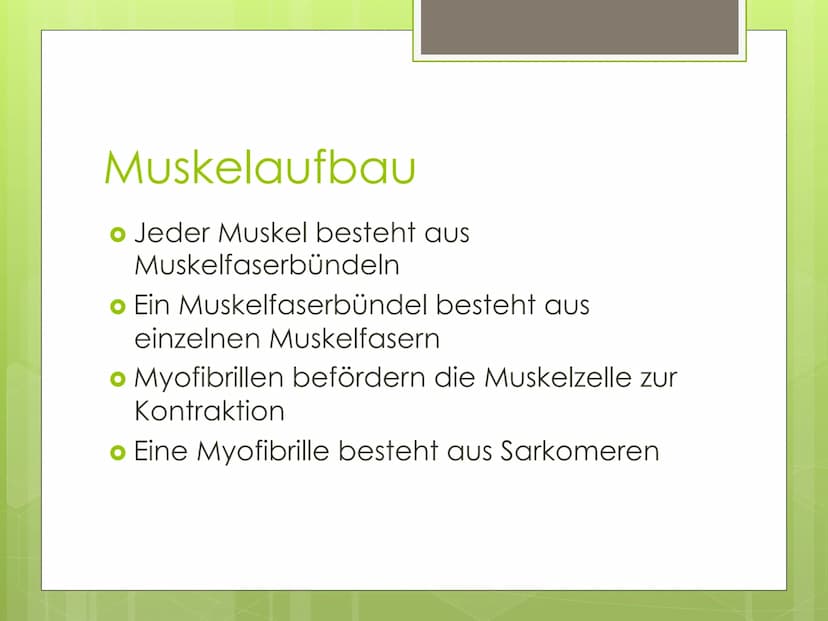 Muskelaufbau Gliederung
● Muskelanatomie
o Muskelaufbau allgemein
o Verschiedene Altersgruppen
o Wann ist der Muskelaufbau
wünschenswert?
Qu