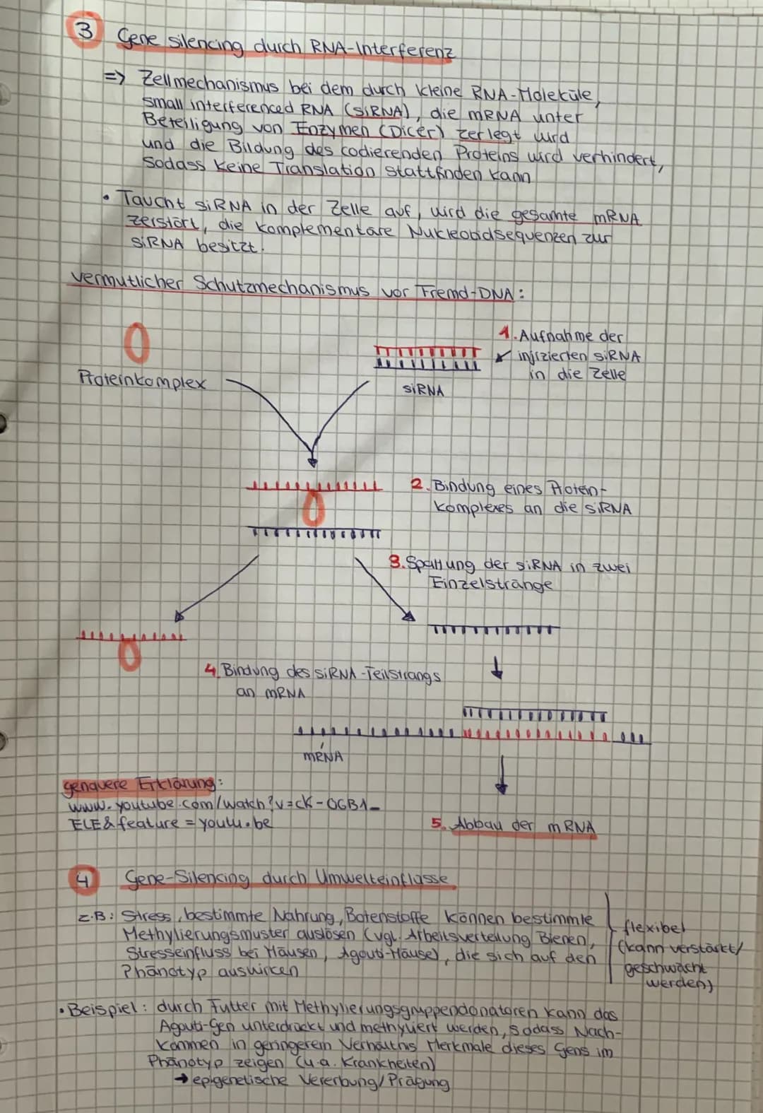 ERGENETIK
2
S
DEFINITION
a
• Diese epigenetischen Modifikationen können durch Umwelt-
einflusse entstehen:
Methyllerung (Modification) von B