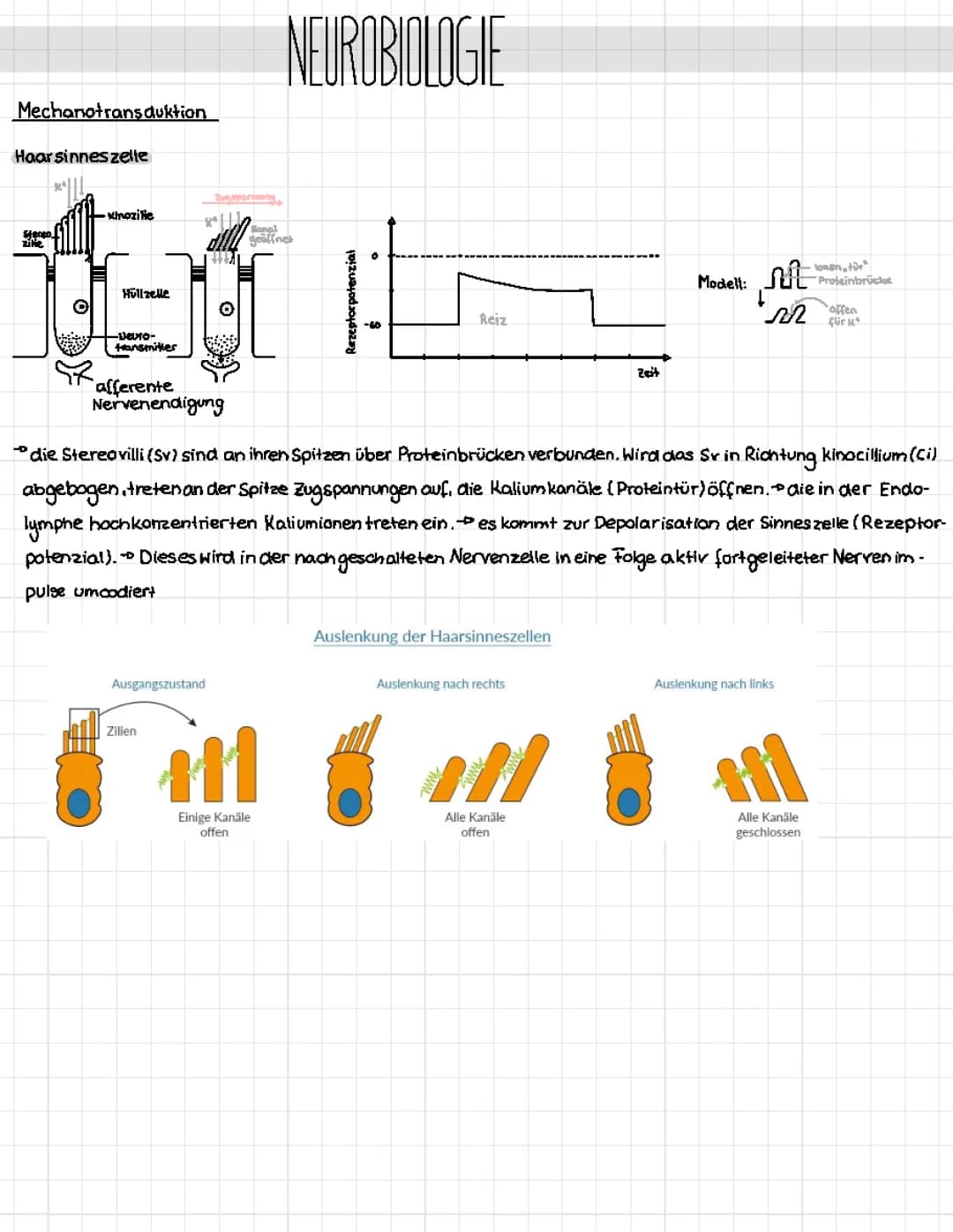 Neurobiologie Lernzettel 