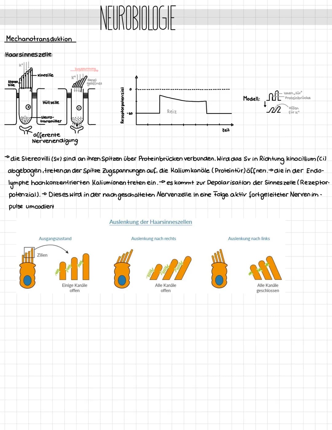 Mechanotransduktion
Haar sinnes zelle
Stereo
zilie
Kinozilie
Hüllzelle
-Neuro-
transmitter
K² Kanal
afferente
Nervenendigung
Zugspannung
Aus