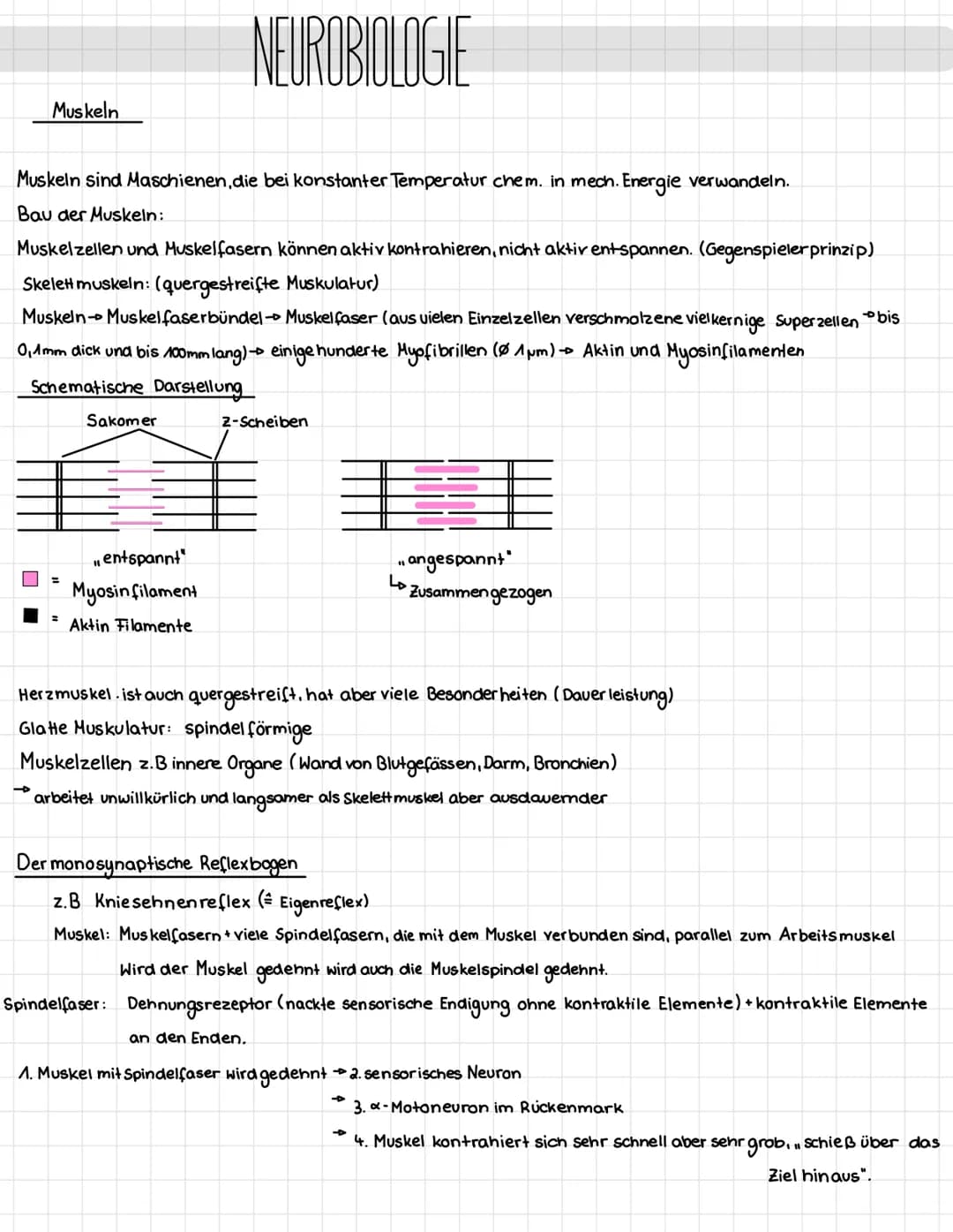 Mechanotransduktion
Haar sinnes zelle
Stereo
zilie
Kinozilie
Hüllzelle
-Neuro-
transmitter
K² Kanal
afferente
Nervenendigung
Zugspannung
Aus