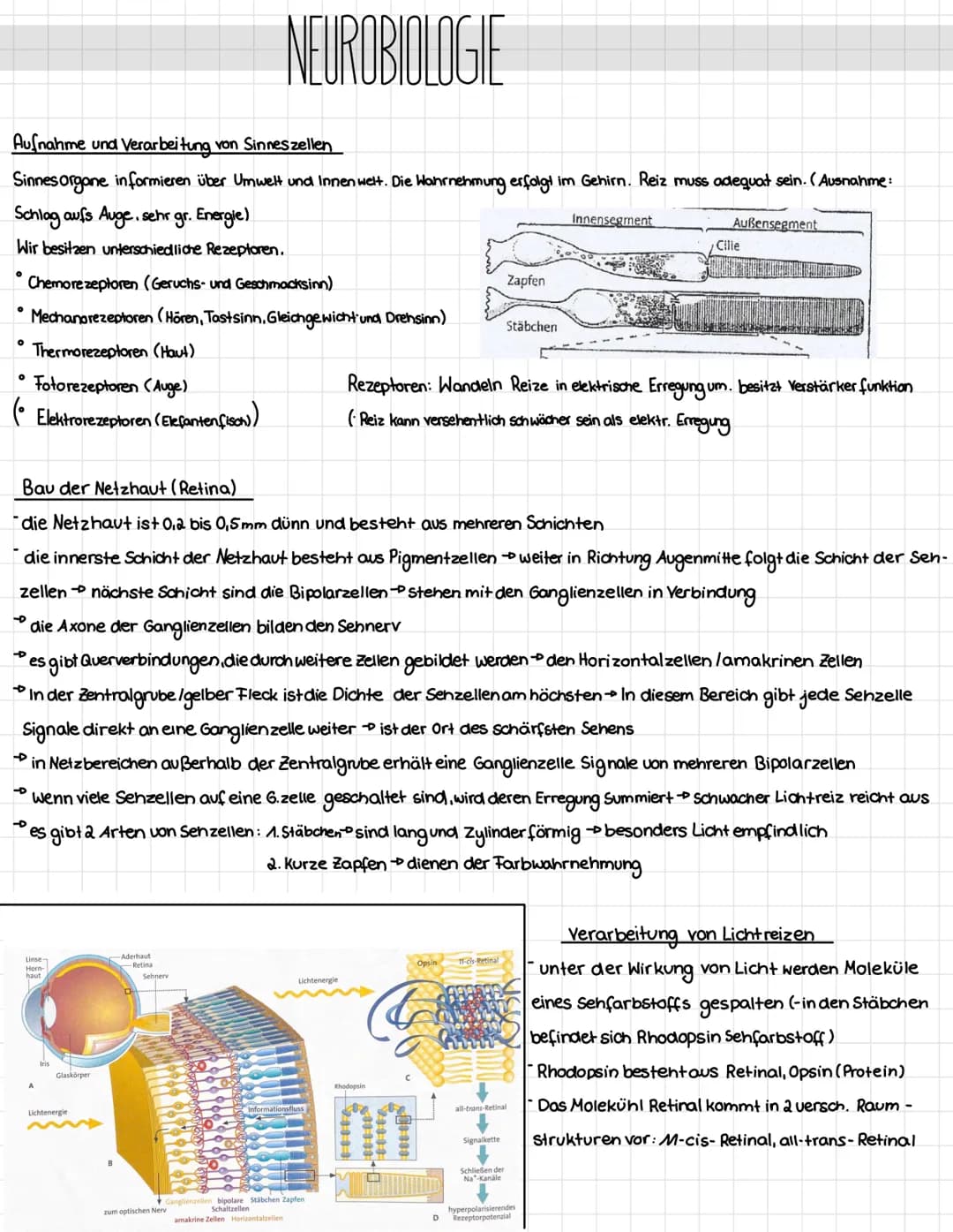 Mechanotransduktion
Haar sinnes zelle
Stereo
zilie
Kinozilie
Hüllzelle
-Neuro-
transmitter
K² Kanal
afferente
Nervenendigung
Zugspannung
Aus