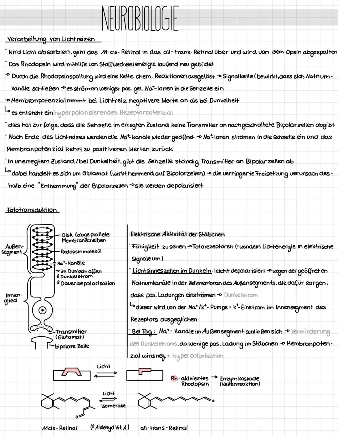 Mechanotransduktion
Haar sinnes zelle
Stereo
zilie
Kinozilie
Hüllzelle
-Neuro-
transmitter
K² Kanal
afferente
Nervenendigung
Zugspannung
Aus