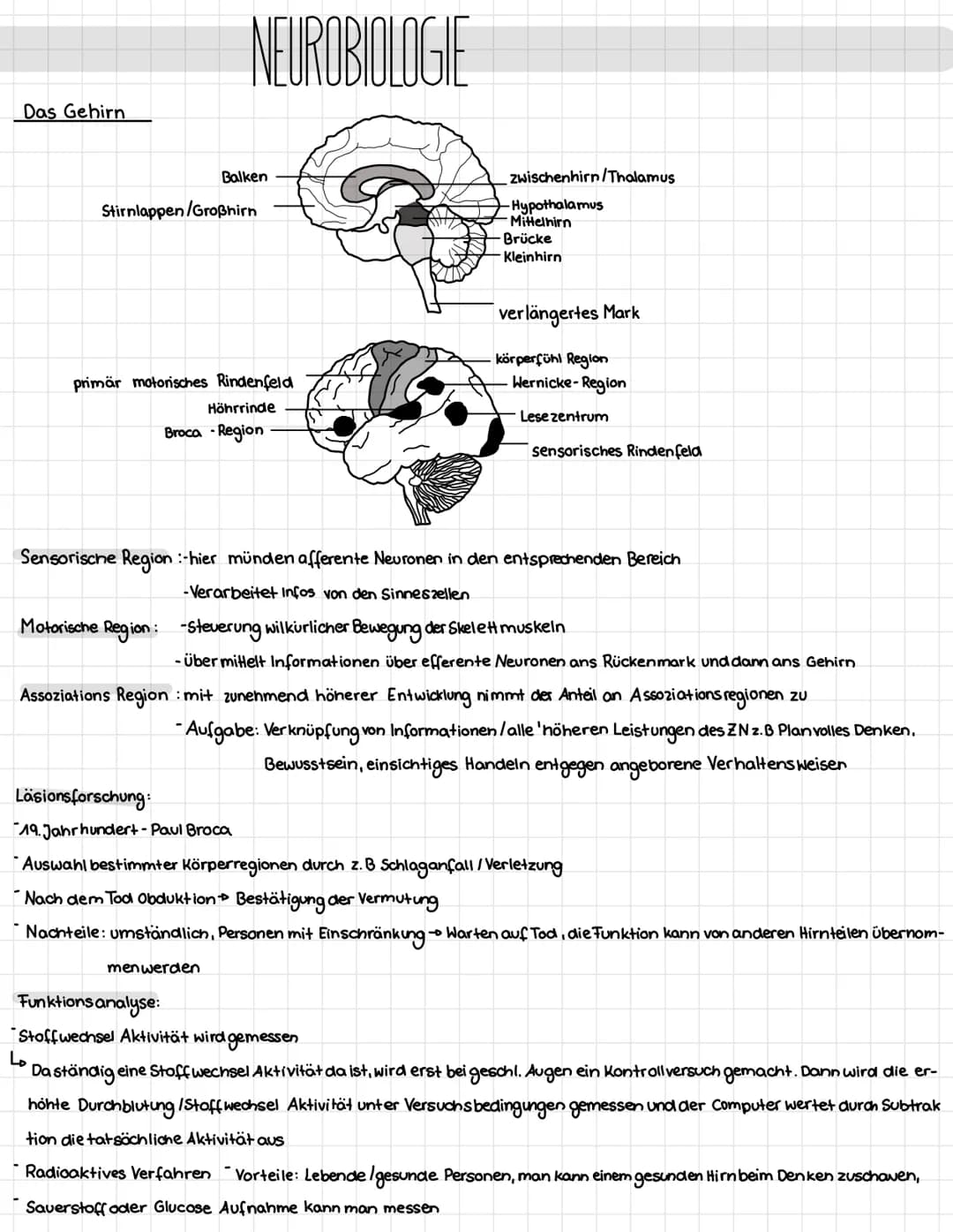 Mechanotransduktion
Haar sinnes zelle
Stereo
zilie
Kinozilie
Hüllzelle
-Neuro-
transmitter
K² Kanal
afferente
Nervenendigung
Zugspannung
Aus