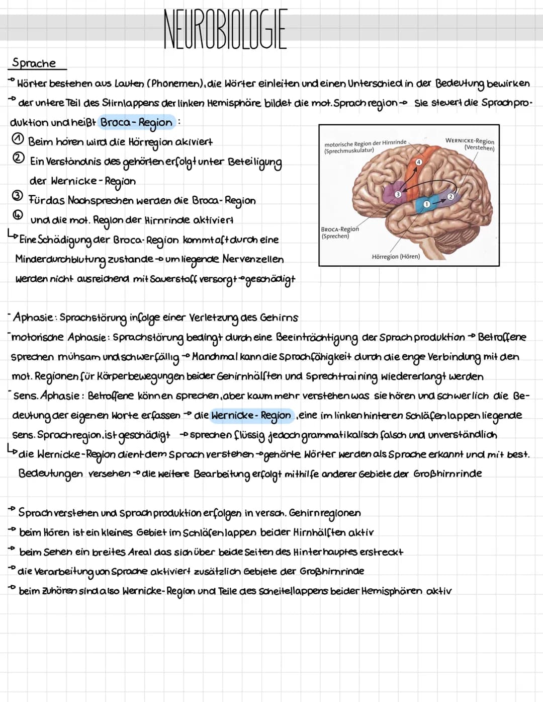 Mechanotransduktion
Haar sinnes zelle
Stereo
zilie
Kinozilie
Hüllzelle
-Neuro-
transmitter
K² Kanal
afferente
Nervenendigung
Zugspannung
Aus