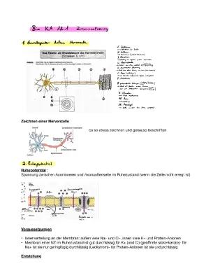 Know Neurobiologie 12.1 (Gymnasium) thumbnail