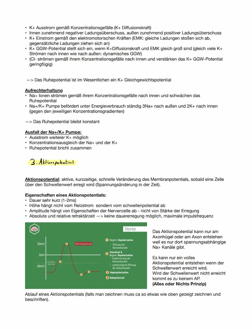 1. Grundlegender Aufbau Nervenzelle
Bio ка 12.1
●
Aufgabe: Beschriften Sie die folgende Abbildung eines Neurons.
Zeichnen einer Nervenzelle
