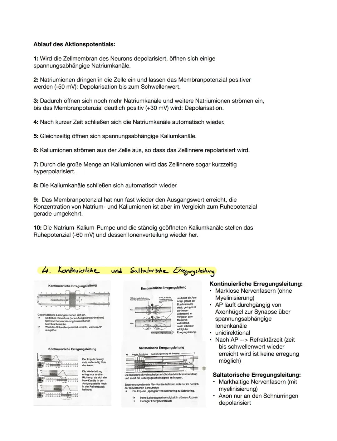 1. Grundlegender Aufbau Nervenzelle
Bio ка 12.1
●
Aufgabe: Beschriften Sie die folgende Abbildung eines Neurons.
Zeichnen einer Nervenzelle
