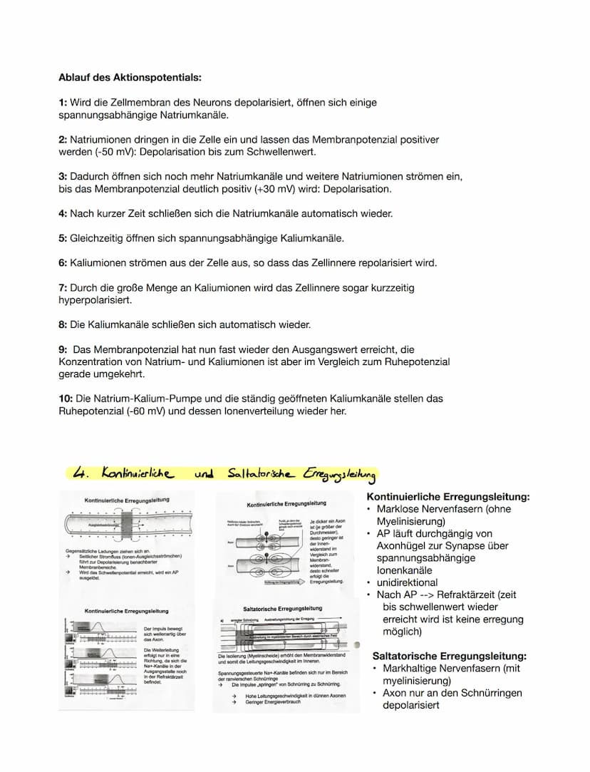 1. Grundlegender Aufbau Nervenzelle
Bio ка 12.1
●
Aufgabe: Beschriften Sie die folgende Abbildung eines Neurons.
Zeichnen einer Nervenzelle
