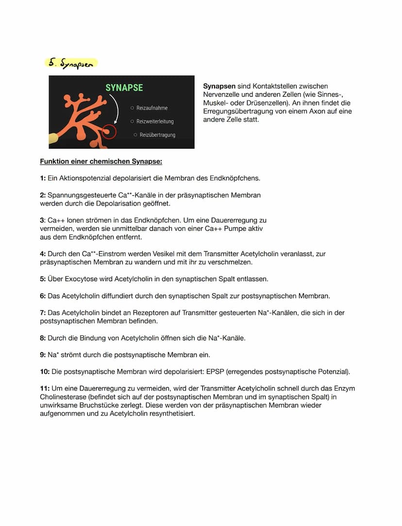 1. Grundlegender Aufbau Nervenzelle
Bio ка 12.1
●
Aufgabe: Beschriften Sie die folgende Abbildung eines Neurons.
Zeichnen einer Nervenzelle
