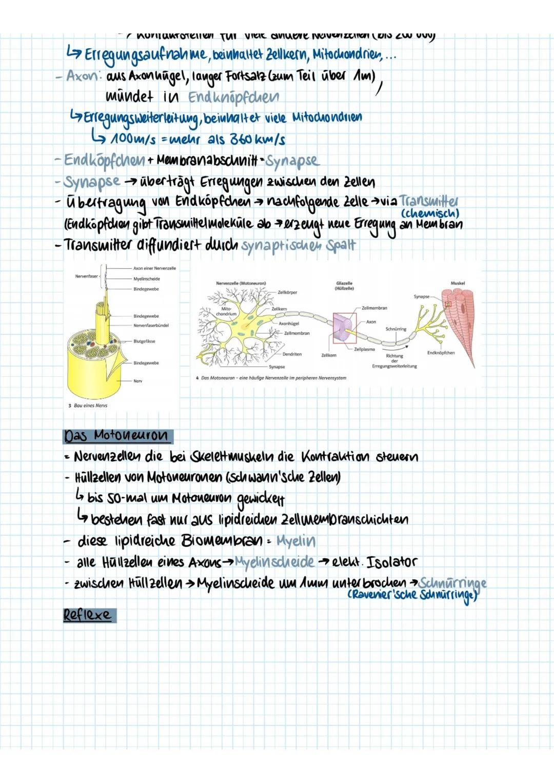 nervenzellen (Natura, S.240-5.260)
Sonntag, 25. Oktober 2020 17:40
Vom Reiz zur Reaktion
- Reize (2.B Licht) → Sinnesorgan> Weiterleitung el