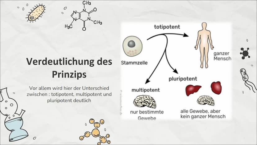 0
0
Stammzellen
Einführung in die Stammzellenforschung
0
M 0
CH3
NO
!
CH3
Inhaltsverzeichnis
01
Stammzelle
Was sind Stammzellen
überhaupt?
0