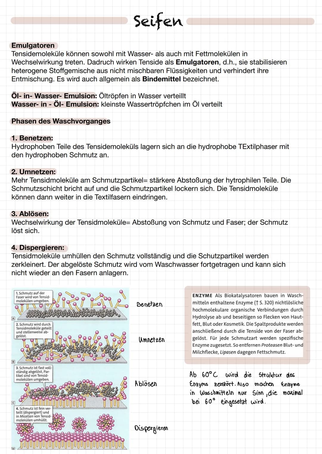 Seifen
Herstellung:
Fette sind Gemische verschiedener Gycerinester mit unterschiedlichen Fettsäuren. Mit
Natron- oder Kalilauge reagieren Gl