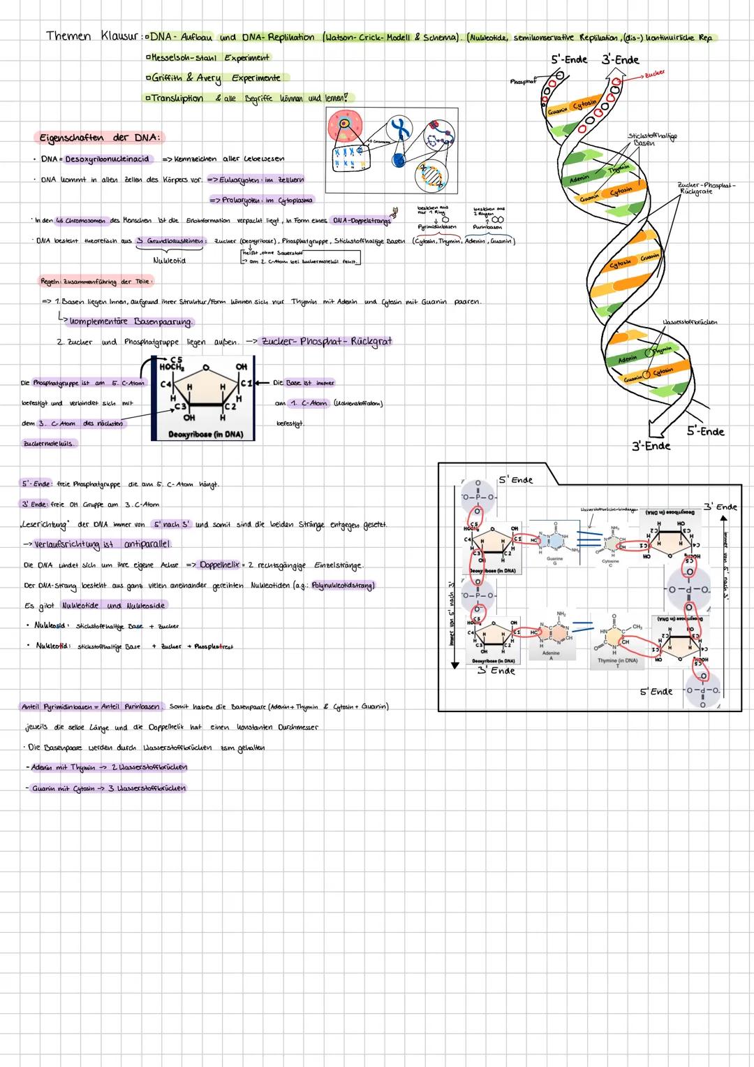 Themen Klausur: DNA Aufbau und DNA- Replikation (Watson- Crick- Modell & Schema). (Nukleotide, semikonservative Replikation, (dis-) kontinui