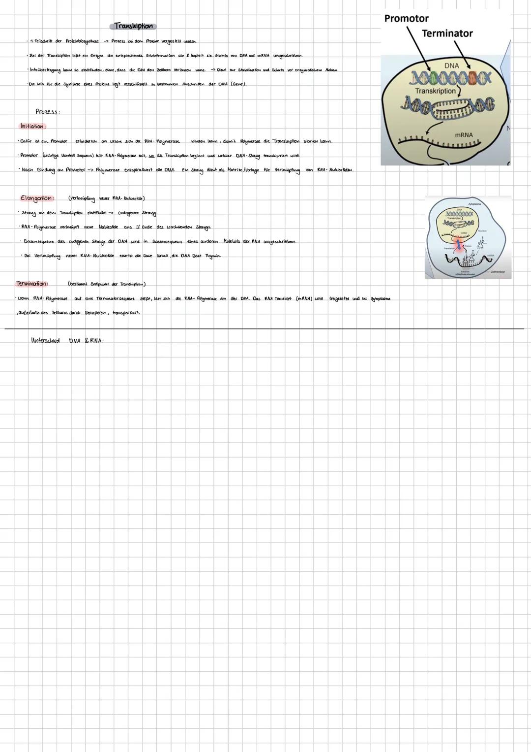 Themen Klausur: DNA Aufbau und DNA- Replikation (Watson- Crick- Modell & Schema). (Nukleotide, semikonservative Replikation, (dis-) kontinui