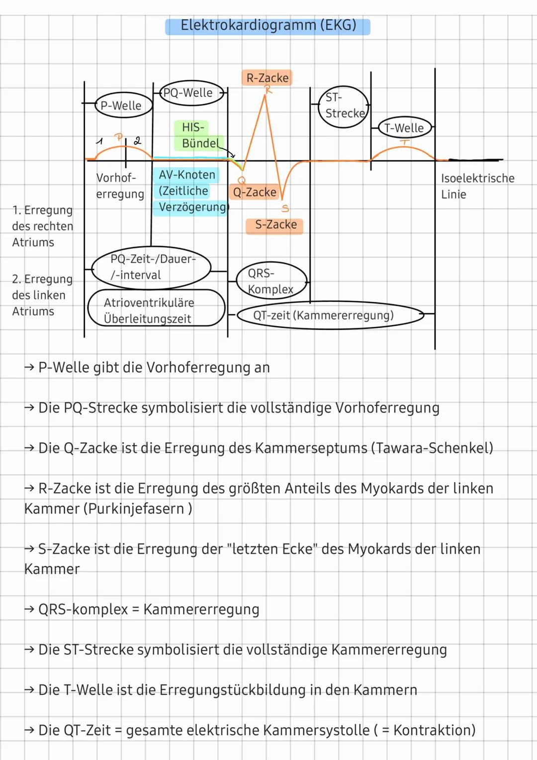 Elektrokardiogramm (EKG)

PQ-Welle
R-Zacke
R
ST-
P-Welle
Strecke
12
HIS-
Bündel
T-Welle
Vorhof-
AV-Knoten
Q
erregung
(Zeitliche
Q-Zacke
1. E