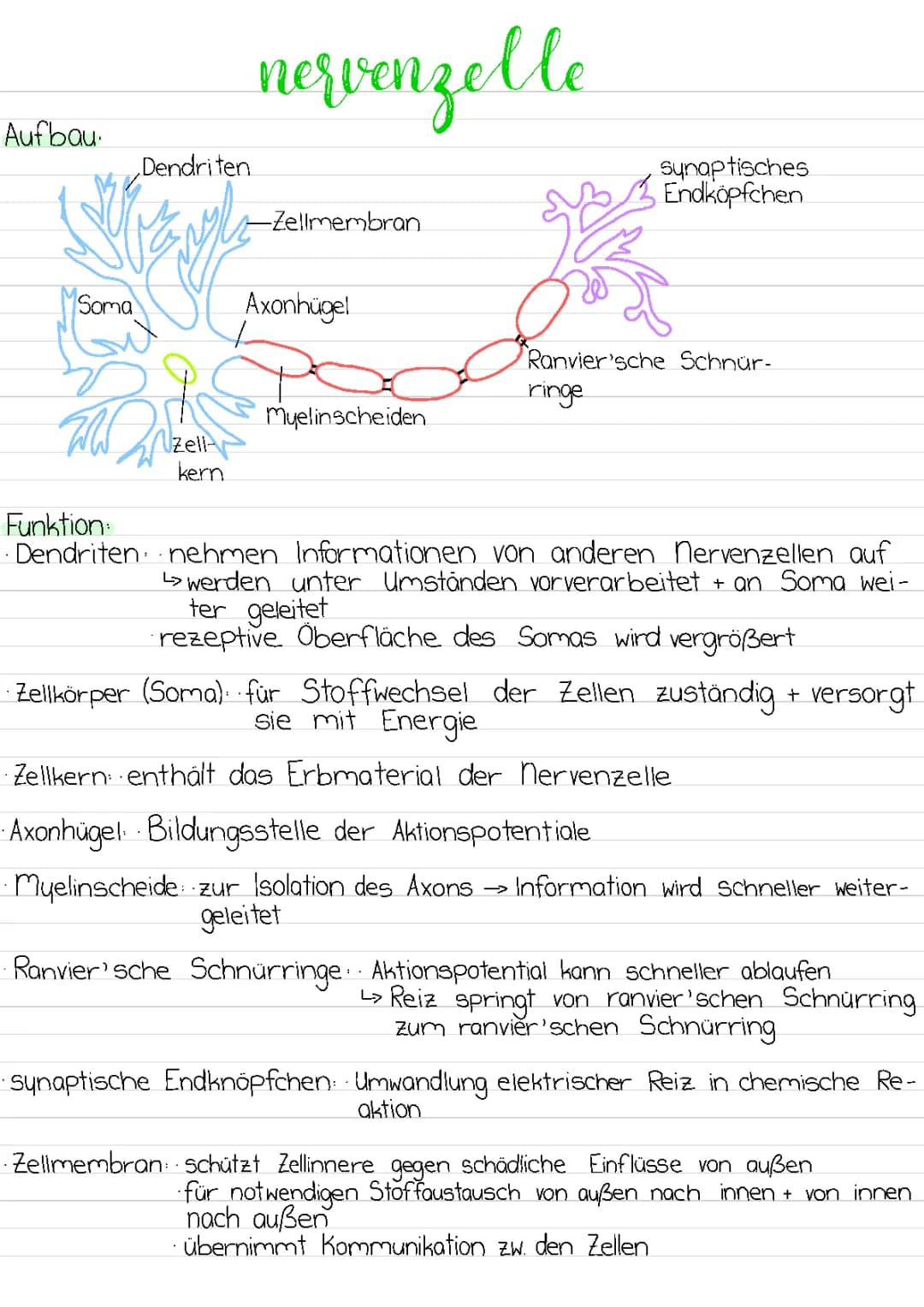 Neurobiologie 