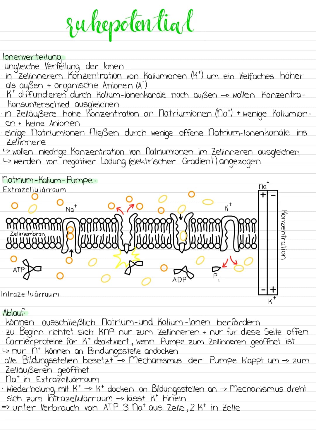 Aufbau
Dendriten
Mangle
Soma
WW Ze
nervenzelle
Zell-
kern
-Zellmembran
Axonhügel
Myelinscheiden
synaptisches
Endköpfchen
Ranvier'sche Schnür