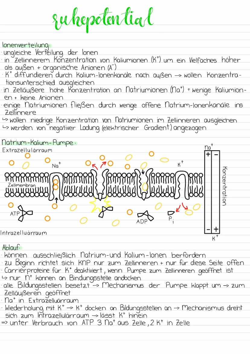 Aufbau
Dendriten
Mangle
Soma
WW Ze
nervenzelle
Zell-
kern
-Zellmembran
Axonhügel
Myelinscheiden
synaptisches
Endköpfchen
Ranvier'sche Schnür