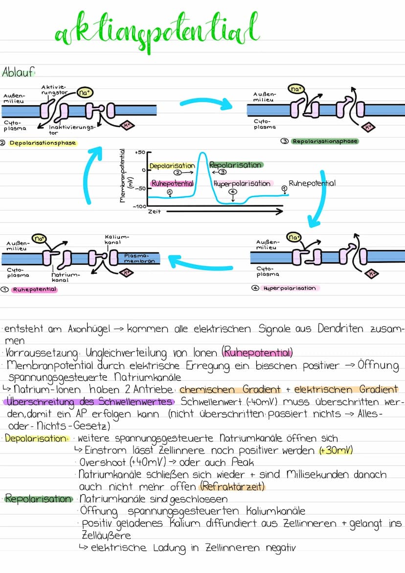 Aufbau
Dendriten
Mangle
Soma
WW Ze
nervenzelle
Zell-
kern
-Zellmembran
Axonhügel
Myelinscheiden
synaptisches
Endköpfchen
Ranvier'sche Schnür