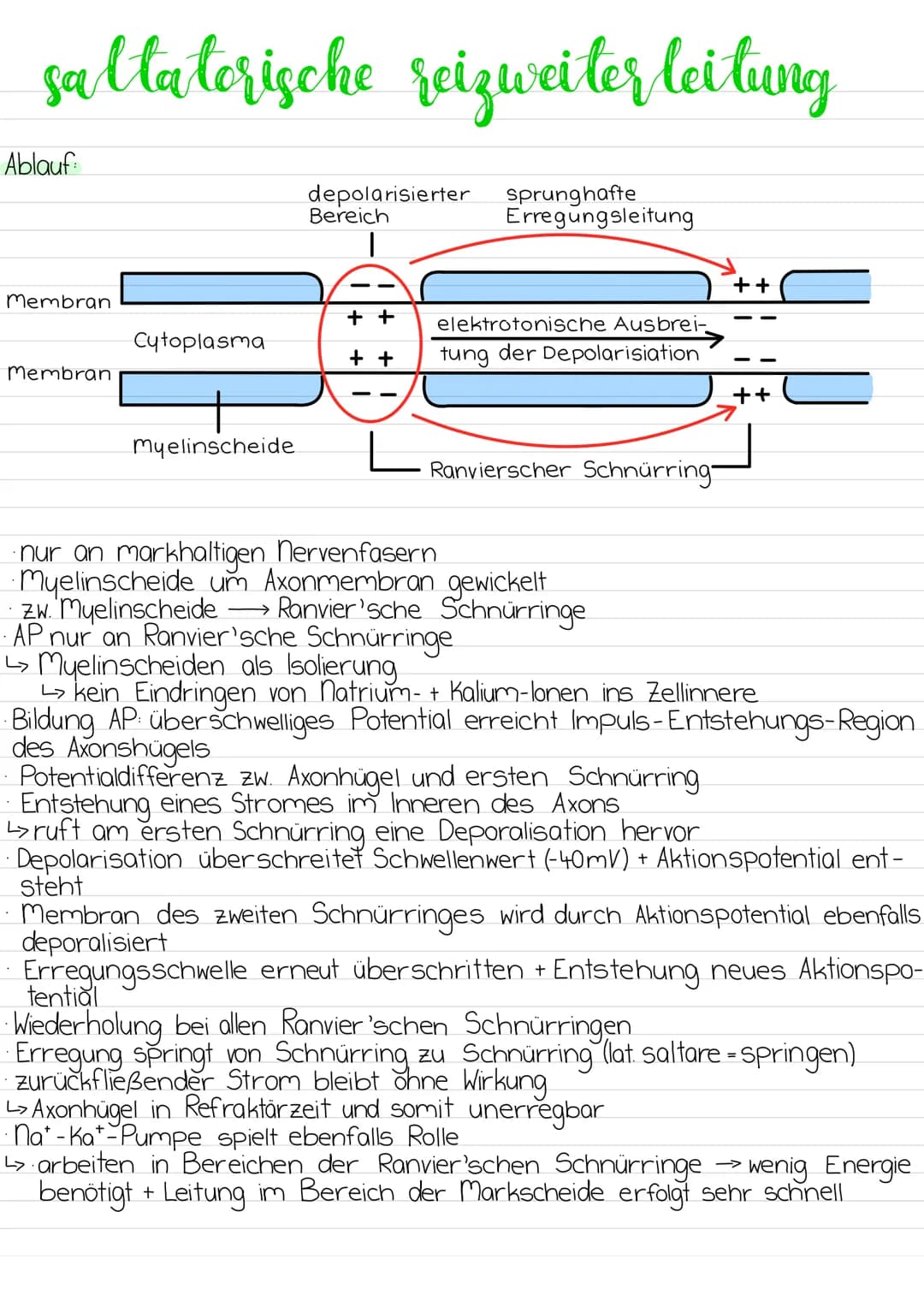 Aufbau
Dendriten
Mangle
Soma
WW Ze
nervenzelle
Zell-
kern
-Zellmembran
Axonhügel
Myelinscheiden
synaptisches
Endköpfchen
Ranvier'sche Schnür
