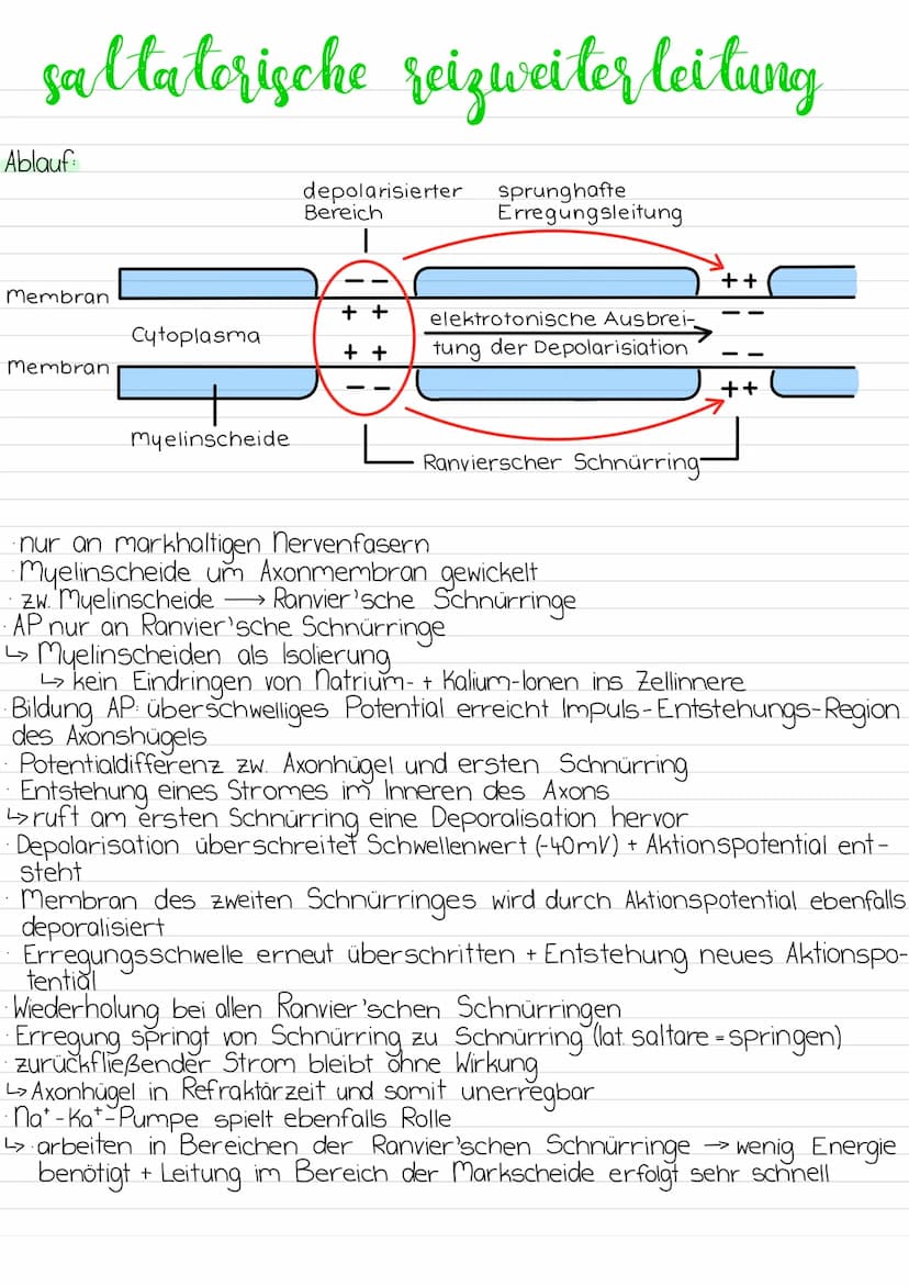 Aufbau
Dendriten
Mangle
Soma
WW Ze
nervenzelle
Zell-
kern
-Zellmembran
Axonhügel
Myelinscheiden
synaptisches
Endköpfchen
Ranvier'sche Schnür