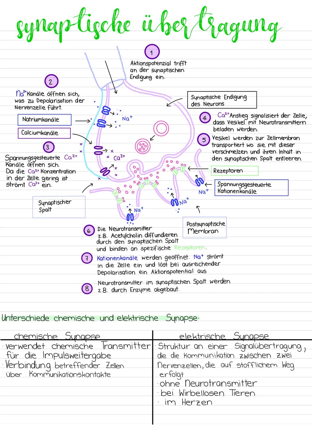 Aufbau
Dendriten
Mangle
Soma
WW Ze
nervenzelle
Zell-
kern
-Zellmembran
Axonhügel
Myelinscheiden
synaptisches
Endköpfchen
Ranvier'sche Schnür