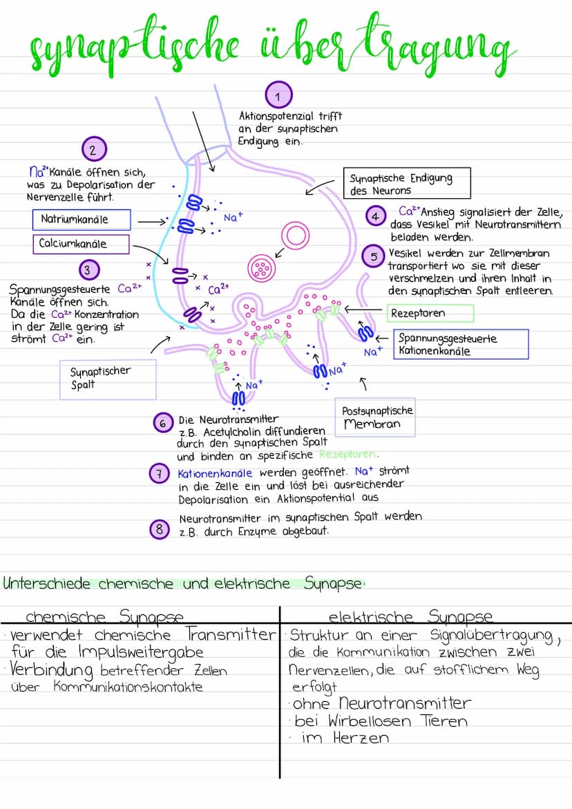 Aufbau
Dendriten
Mangle
Soma
WW Ze
nervenzelle
Zell-
kern
-Zellmembran
Axonhügel
Myelinscheiden
synaptisches
Endköpfchen
Ranvier'sche Schnür